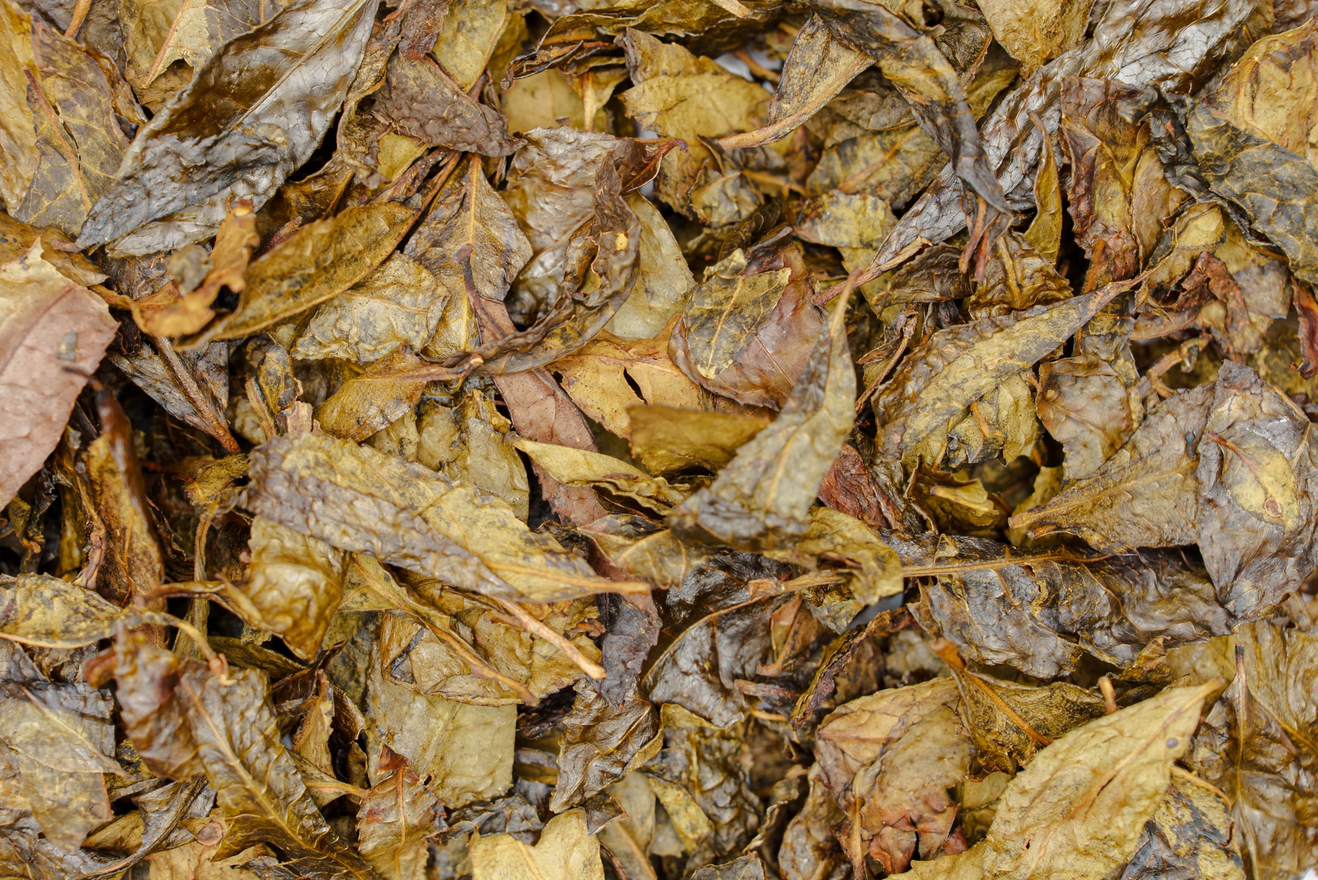 Tea People Companion - Book 5 - Image 3